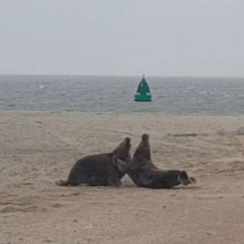 Afbeelding van Vechtende grijze zeehonden | Zelf Geschoten