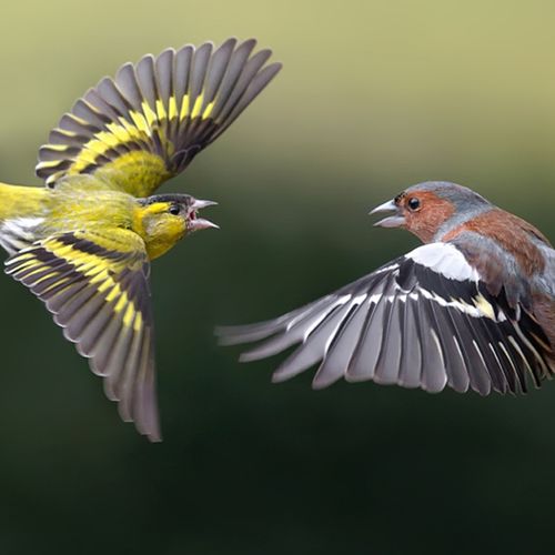 Afbeelding van Geelgroene flitsen: welke vogelsoort zou dit zijn?