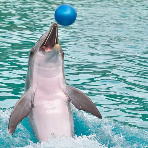 Afbeelding van Besluit zal dolfijnen redden van export naar China