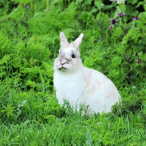Afbeelding van Dierenbescherming: konijnen in natuur vrijlaten is doodvonnis