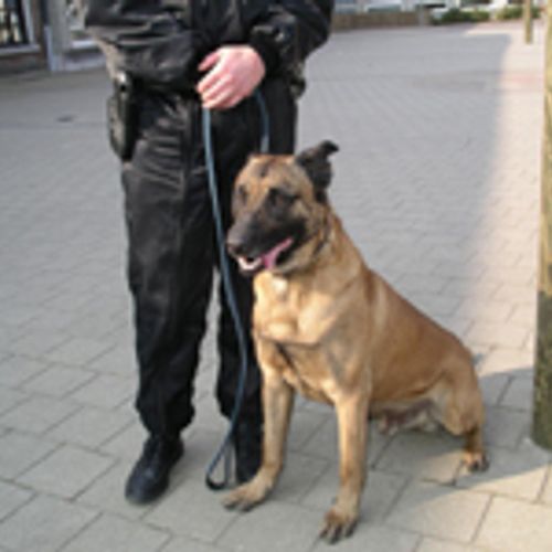Afbeelding van Onderzoek naar mogelijk dierenleed tijdens trainen politiehonden