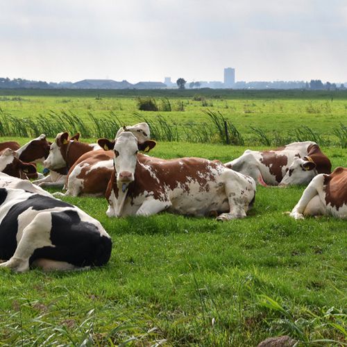 Afbeelding van Wakker Dier: 71 procent van de Friese koeien geen schaduw