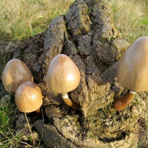 Afbeelding van Bijzondere paddenstoelen gedijen goed in mest konikpaarden