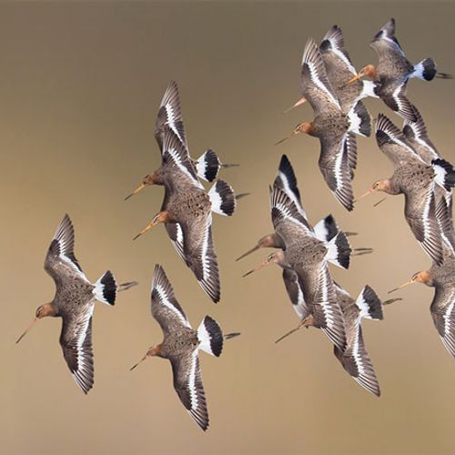 Afbeelding van Vogelaars massaal naar buiten voor vogeltrek