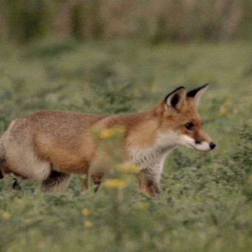 Afbeelding van Jacht op vos, knobbelzwaan en wild zwijn voorlopig verboden in Utrecht