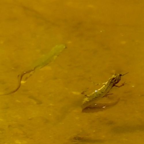 Afbeelding van Salamander krijgt insect niet weg | Zelf Geschoten