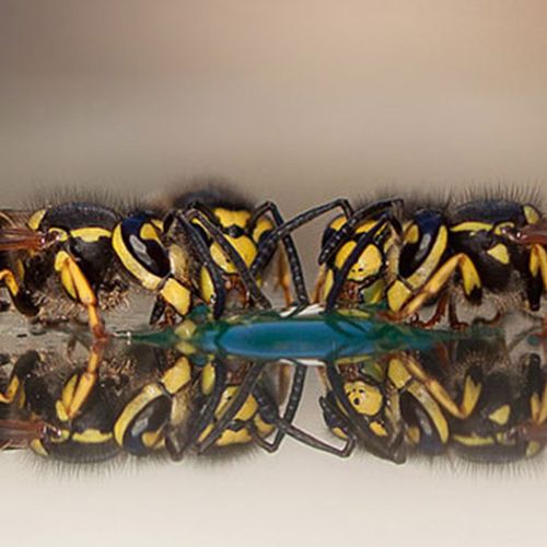 Afbeelding van Samenwonen met wespen