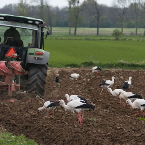 Afbeelding van Kabinet overweegt onteigenen boeren wegens stikstofuitstoot