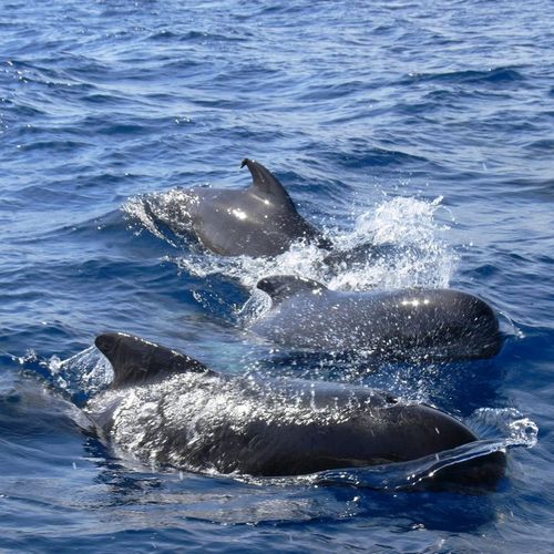 Afbeelding van Dolfijnenjacht op Faeröer gaat herzien worden na ophef over megavangst