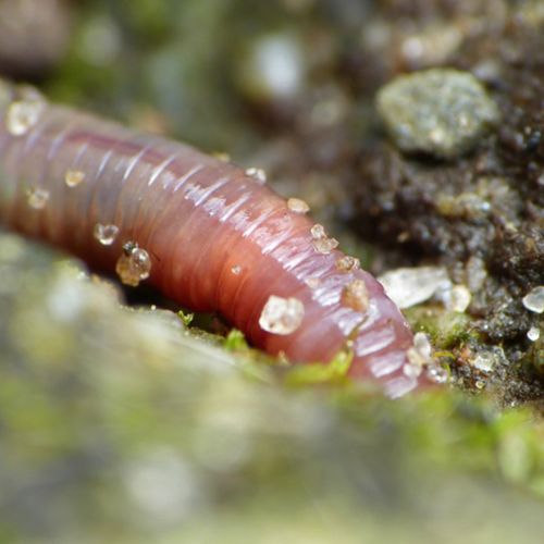 Afbeelding van Lange vrijsessie van de regenworm