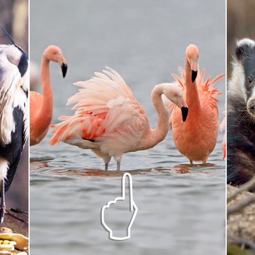 Afbeelding van Van flamingo tot winterdieren | Nu in de natuur
