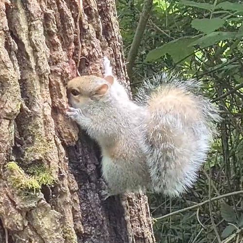 Afbeelding van Grijze eekhoorn drinkt uit boom | Zelf Geschoten