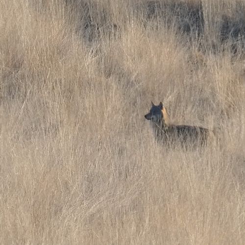 Afbeelding van Wolf in het veld | Zelf Geschoten