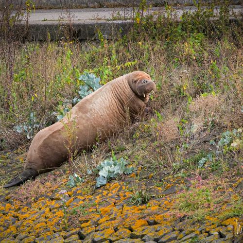 Afbeelding van Noorwegen heeft rondzwervende walrus Freya gedood