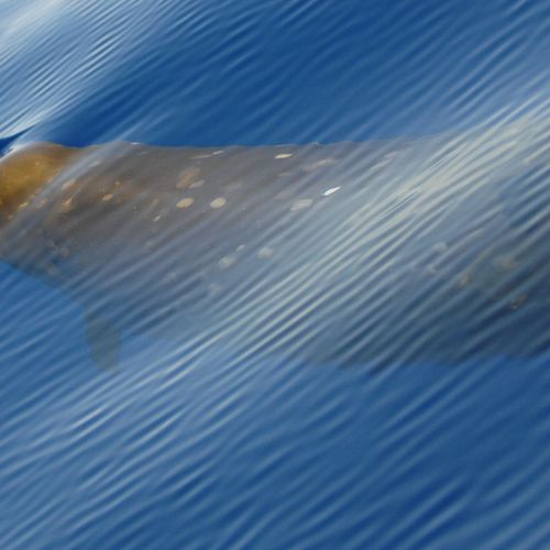 Afbeelding van Snelle spitssnuitdolfijn heeft bijzondere jachtstrategie in diepzee