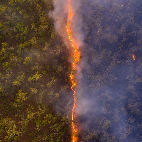 Afbeelding van Australische bosbrand wint internationale prijs voor natuurfoto's