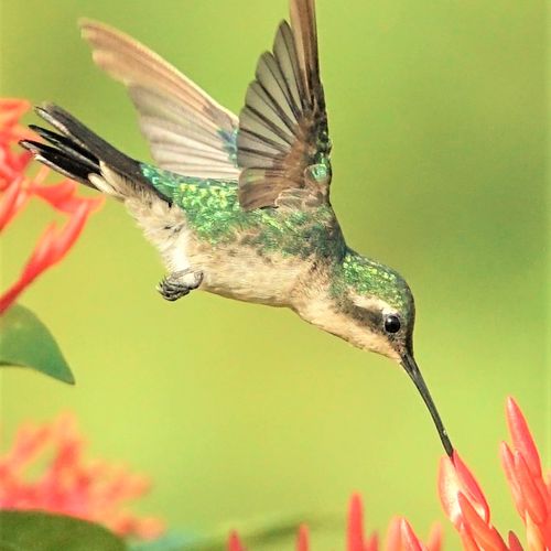 Afbeelding van Felgekleurde straaljagertjes: de kolibries op Aruba