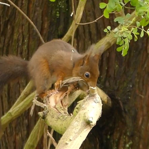 Afbeelding van Rode eekhoorn verzamelt nestmateriaal | Zelf Geschoten