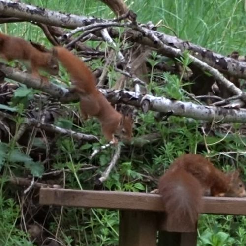 Afbeelding van Jonge eekhoorns volgen rondspringende moeder | Zelf Geschoten