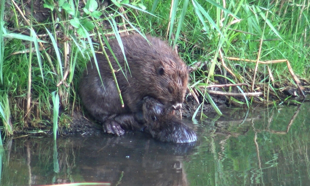 Afbeelding van Bever in een woonwijk: kans of uitdaging