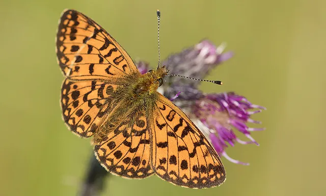 Afbeelding van Klimaatverandering zorgt voor grote 'vlinderverschuiving'