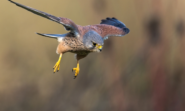 Afbeelding van Karakteristieke vlucht van de torenvalk | Fotoserie