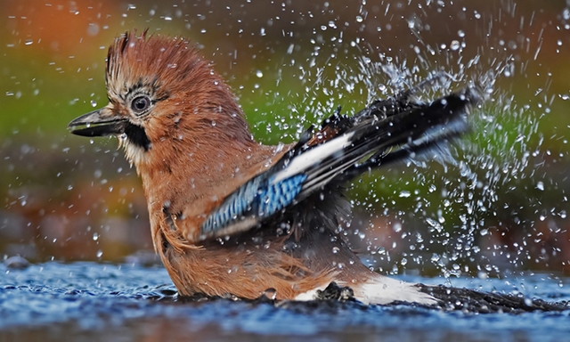 Afbeelding van Vogels in bad: water, zand en zon