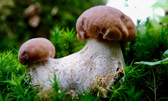 Afbeelding van Zeldzame afwijkingen bij paddenstoelen | Fotoserie