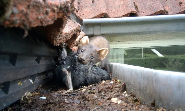 Afbeelding van Boommarters in je huis! Wat doe je dan? + filmpje