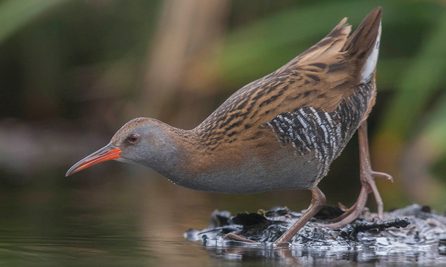 Afbeelding van Op pad met Menno Bentveld: Speenvarken