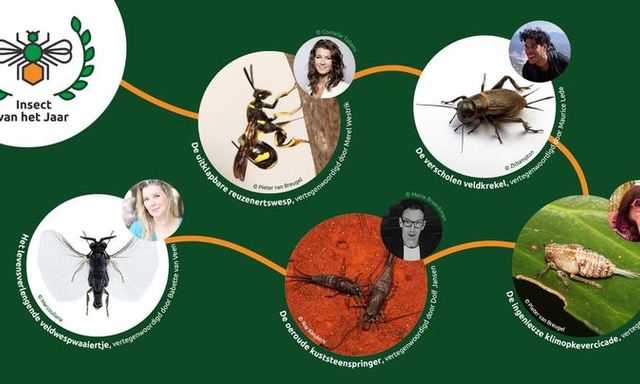 Afbeelding van Radio | 14 april 2024 | Insect van het jaar verkiezing vanuit Naturalis