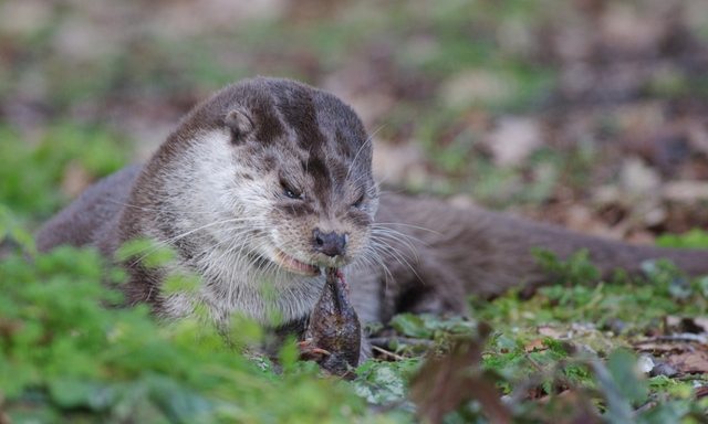 Afbeelding van De otter zet voor eerst poot in de duinen van Meijendel