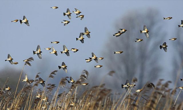 Vroege Vogels - BNNVARA