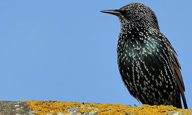 Afbeelding van Radio | 14 november 2021 | Spreeuwen, ecologische basisschool en pelikanen