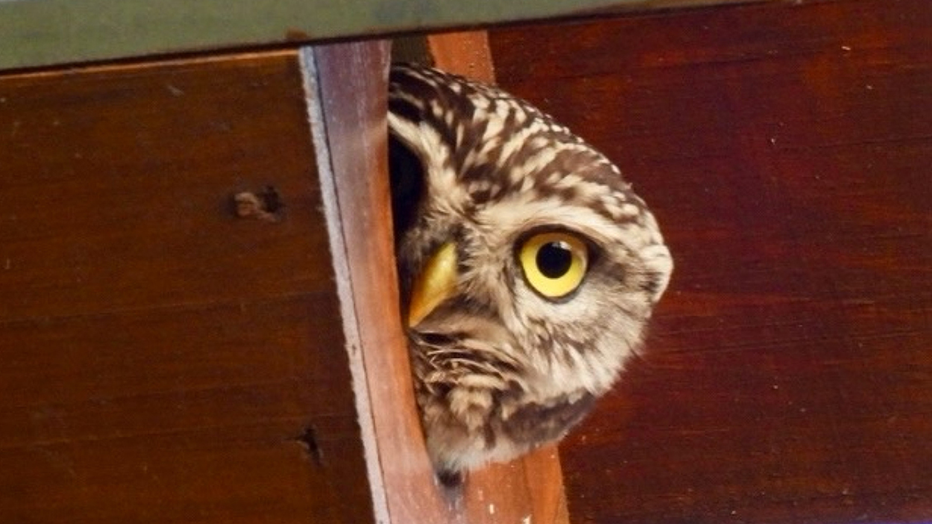 Op pad met Menno Bentveld: Kassie kijken