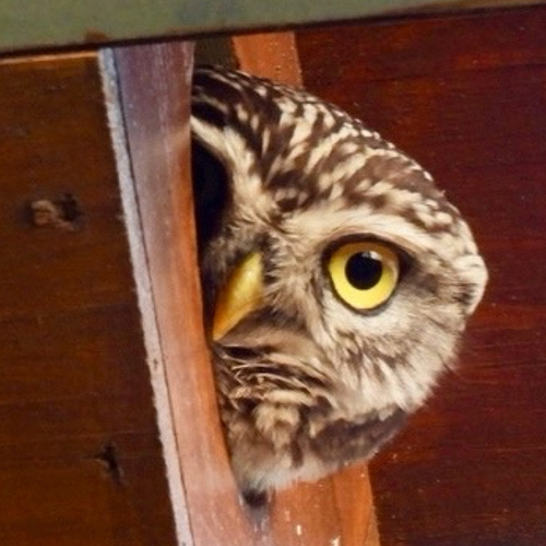 Afbeelding van Op pad met Menno Bentveld: Kassie kijken