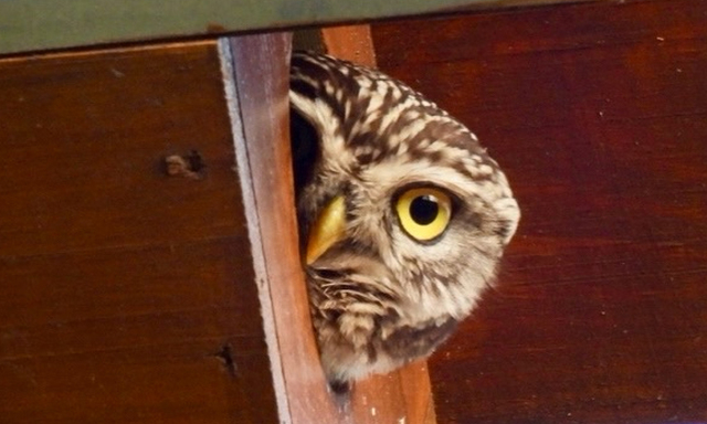 Afbeelding van Op pad met Menno Bentveld: Kassie kijken