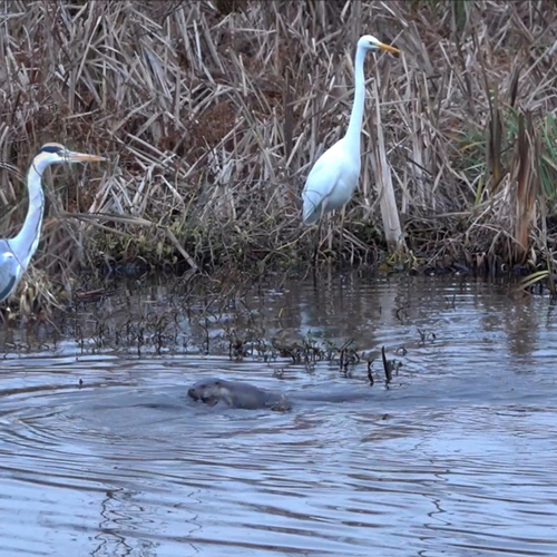 Otters spelen onder toezicht van reigers