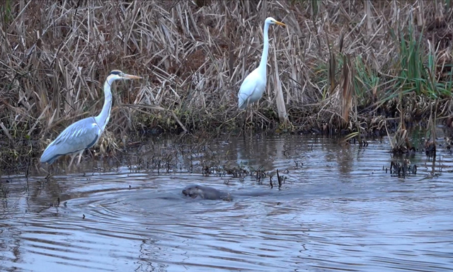 Afbeelding van Otters spelen onder toezicht van reigers