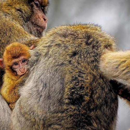 Zoenen begon zo'n 20 miljoen jaar geleden bij primaten