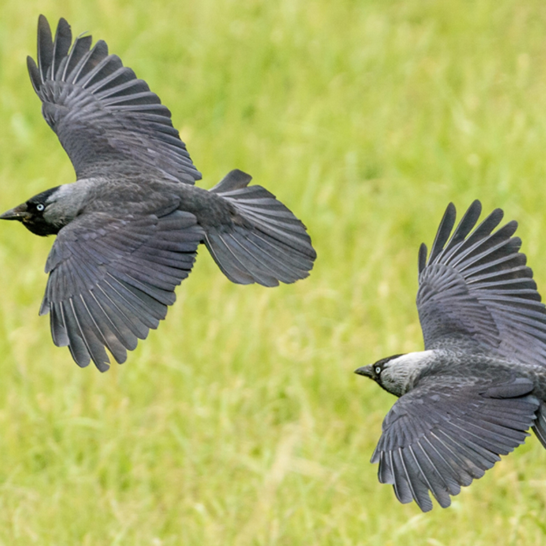 Afbeelding van Radio | 21 december 2025 | Kauwen, spitssnuitdolfijn en 70 jaar natuurradio