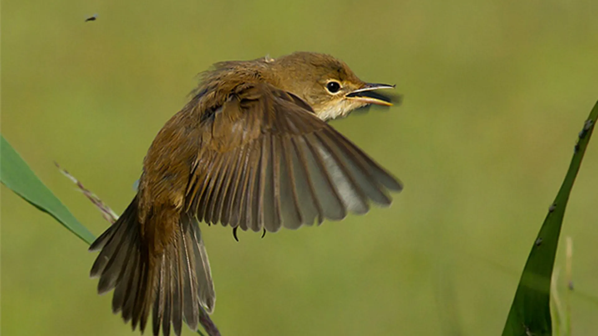 Kleine karekiet - cursus vogelzang