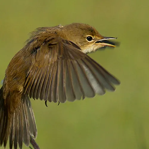 Afbeelding van Kleine Gelderse Waard: Kleine karekiet speelt hoofdrol | Nationaal Vogelconcert #5