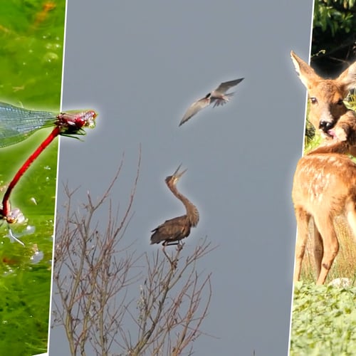 Afbeelding van Purperreiger, vuurjuffers en hoornzakdrager