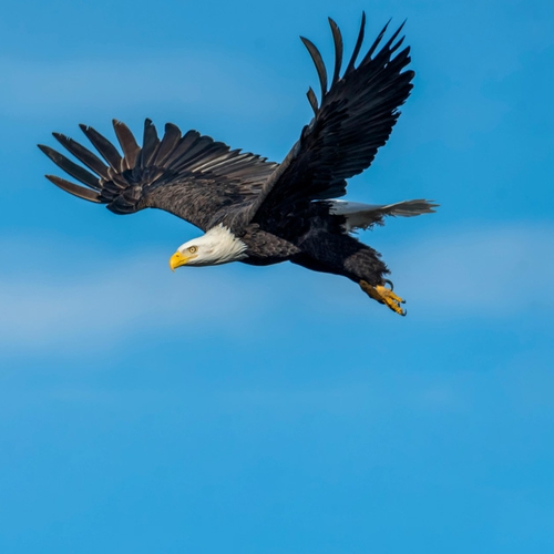 Afbeelding van Amerikaanse zeearenden ringen met het Mi'kmaq volk