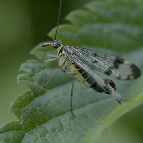 Afbeelding van Kleurrijke insecten bij de bron van de Verloren Beek