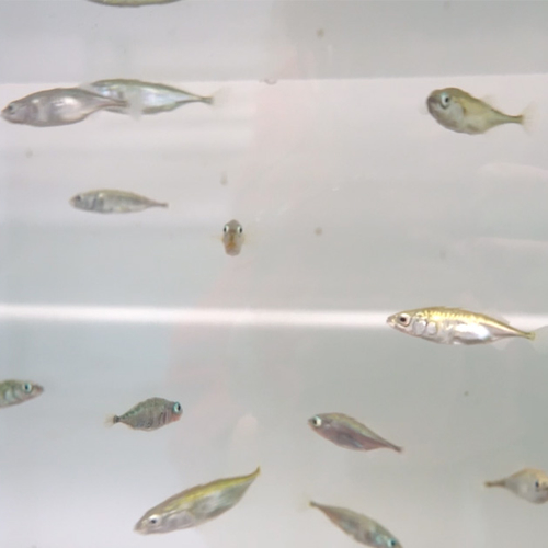 Afbeelding van Onderzoekers laten stekelbaarzen los in kunstmatige rivier