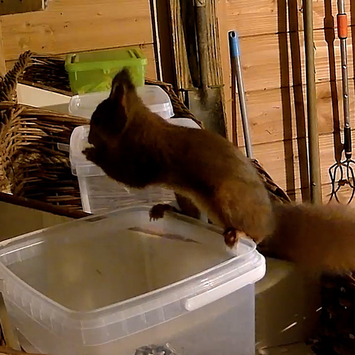 Brutale eekhoorn plundert voorraadkast