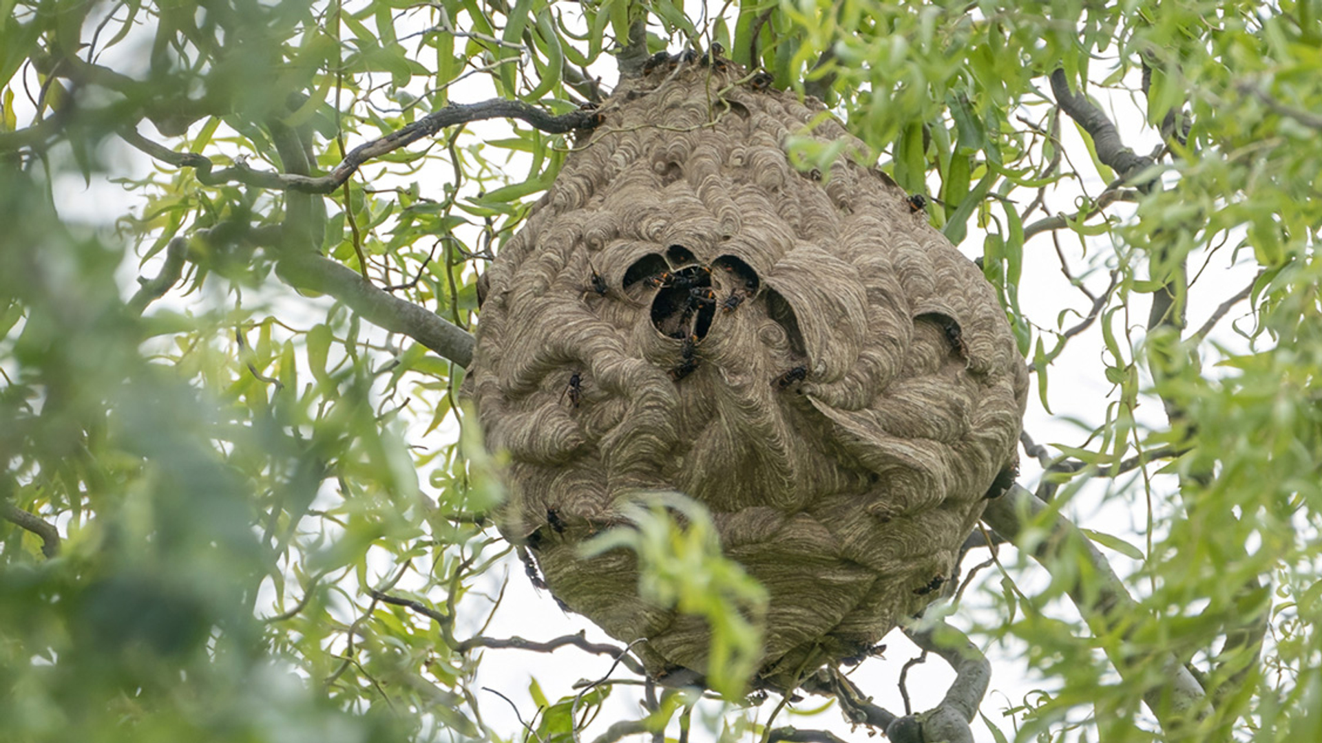 Aziatische hoornaar nest
